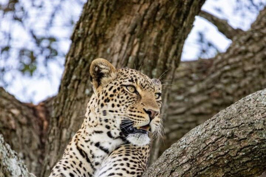 Serengeti Silence - A Tour Operator