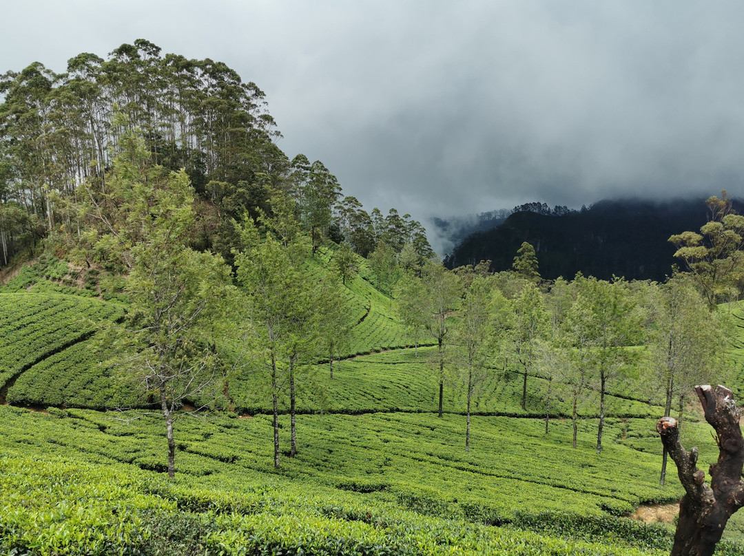 Sri Lanka Tour Guides景点图片