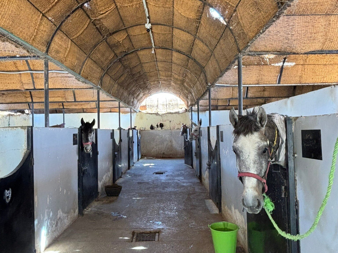 ACE - Animal Care in Egypt-卢克索必去景点