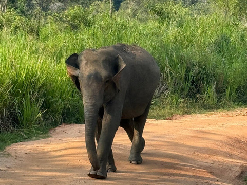 Kavi Jeep Safari-锡吉里亚必去景点