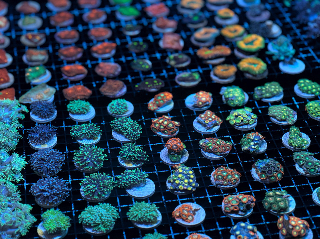 Monsoon Aquatics Coral Farm Tours-Burnett Heads必去景点