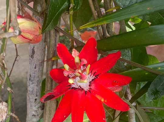 Green Mountain Resort Koh Yao主图