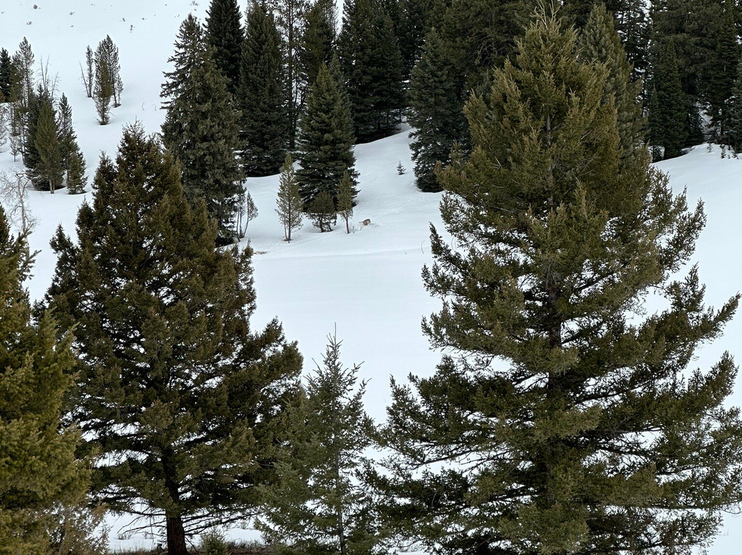 Canyon Adventures Snowmobile Tours-大斯凯必去景点