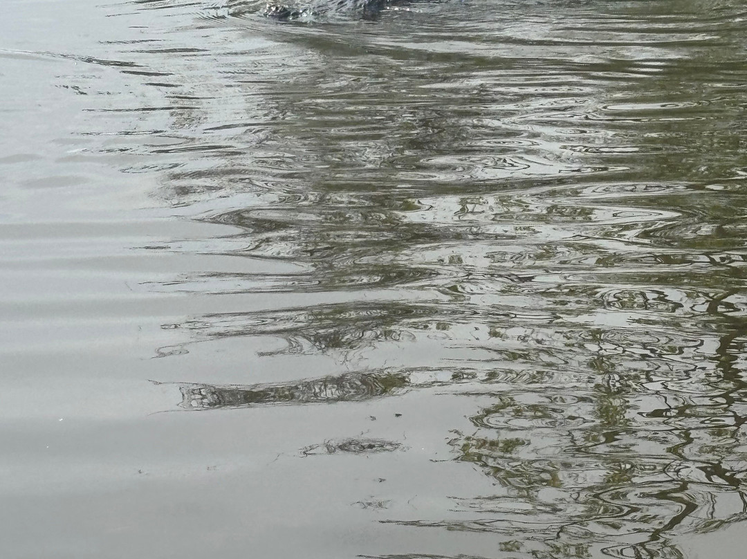 Ragin Cajun Airboat Tours景点图片