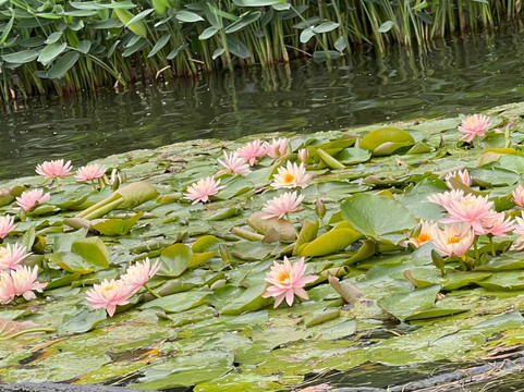 荔湾湖公园-广州市必去景点