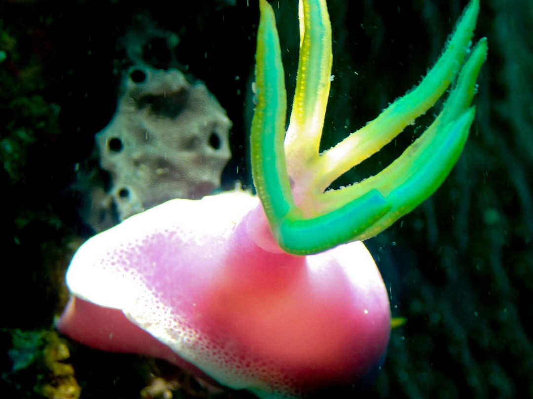 Let's Dive Palawan-公主港必去景点