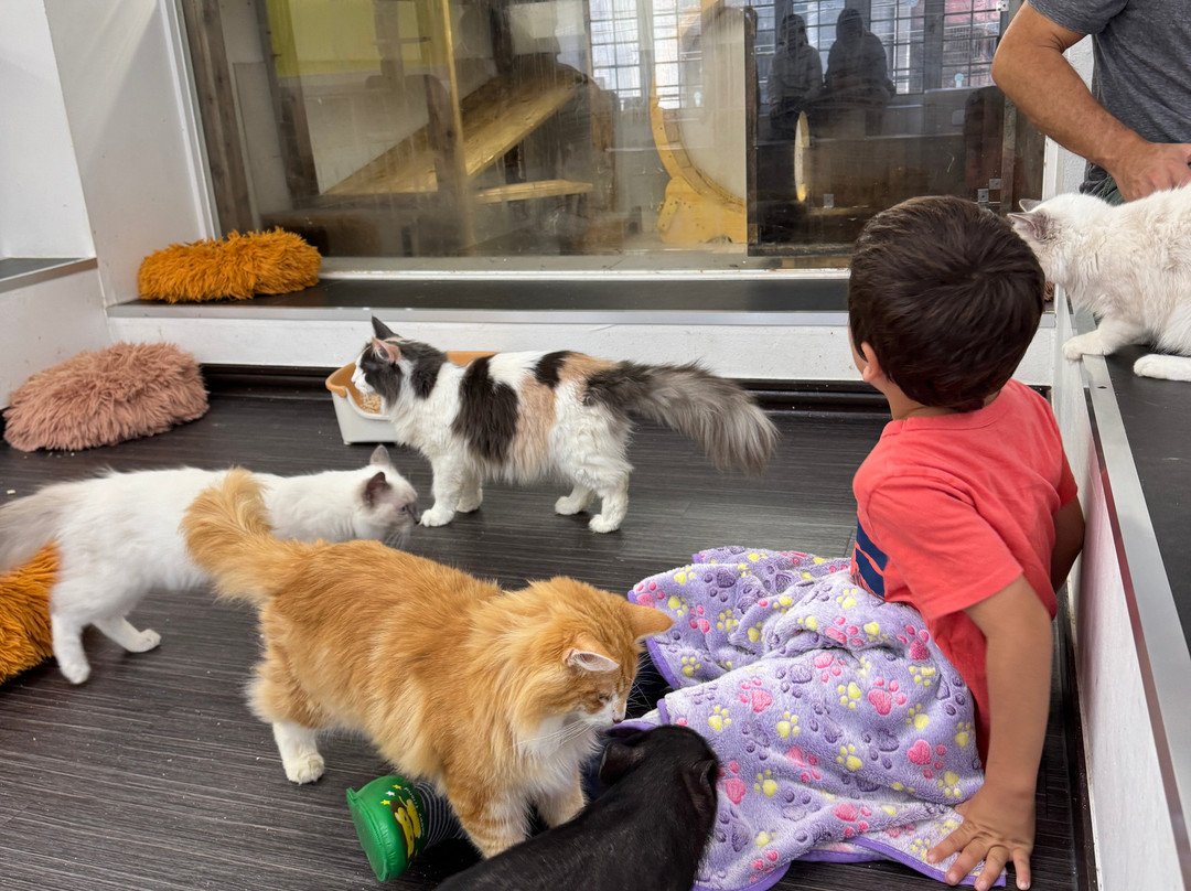 Cat＆Animal Cafe Noah's Ark-京都市必去景点