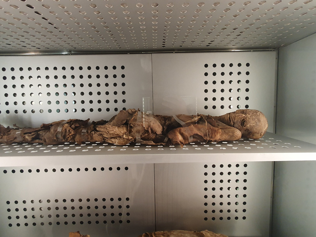 Museo de Naturaleza y Arqueologia景点图片