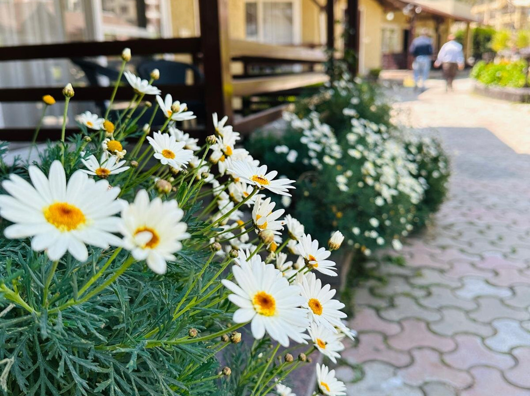 Foxoso Misty Oaks Resort主图