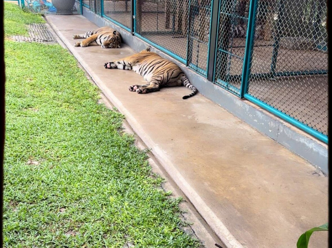 Tiger PARK Phuket-查龙必去景点