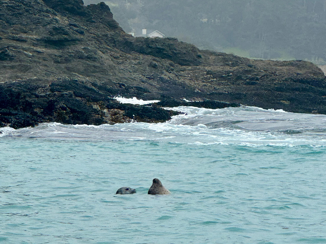 Kayak Mendocino景点图片