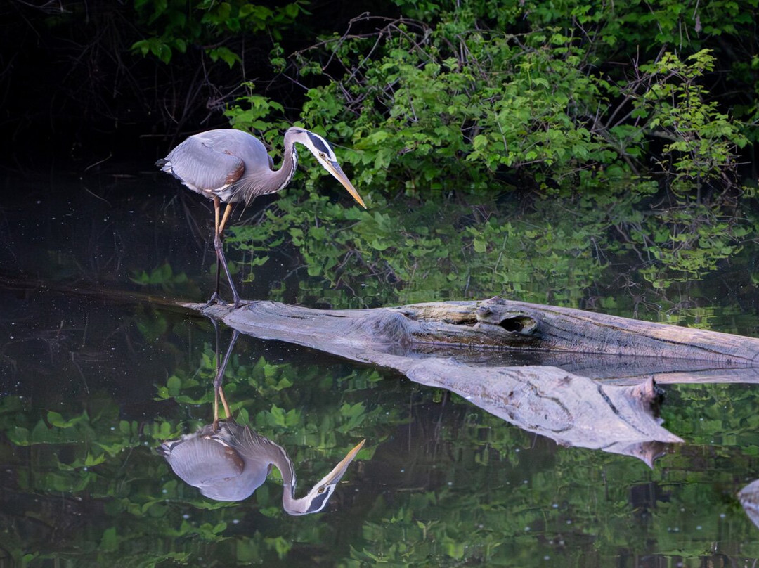 Heron Haven-奥马哈必去景点