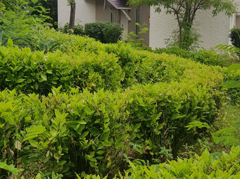 The Meadows Resort and Spa主图