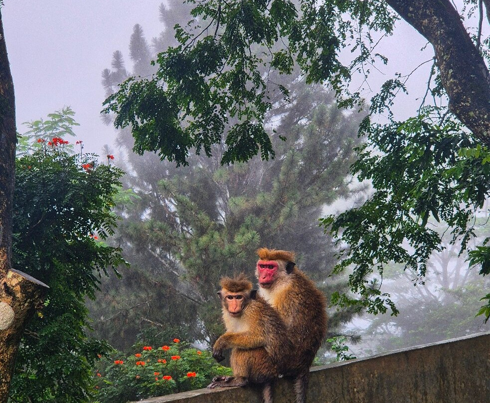 Ceylona Tours-Haburugala必去景点