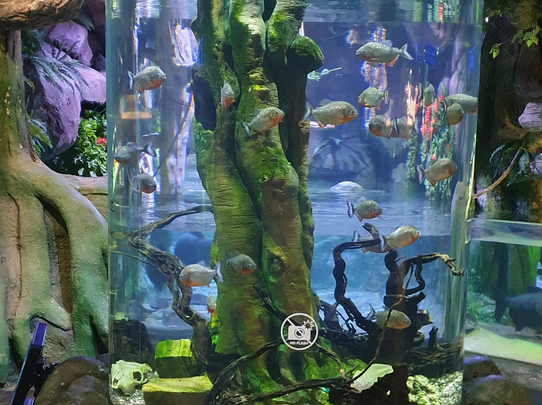 The National Aquarium Abu Dhabi景点图片