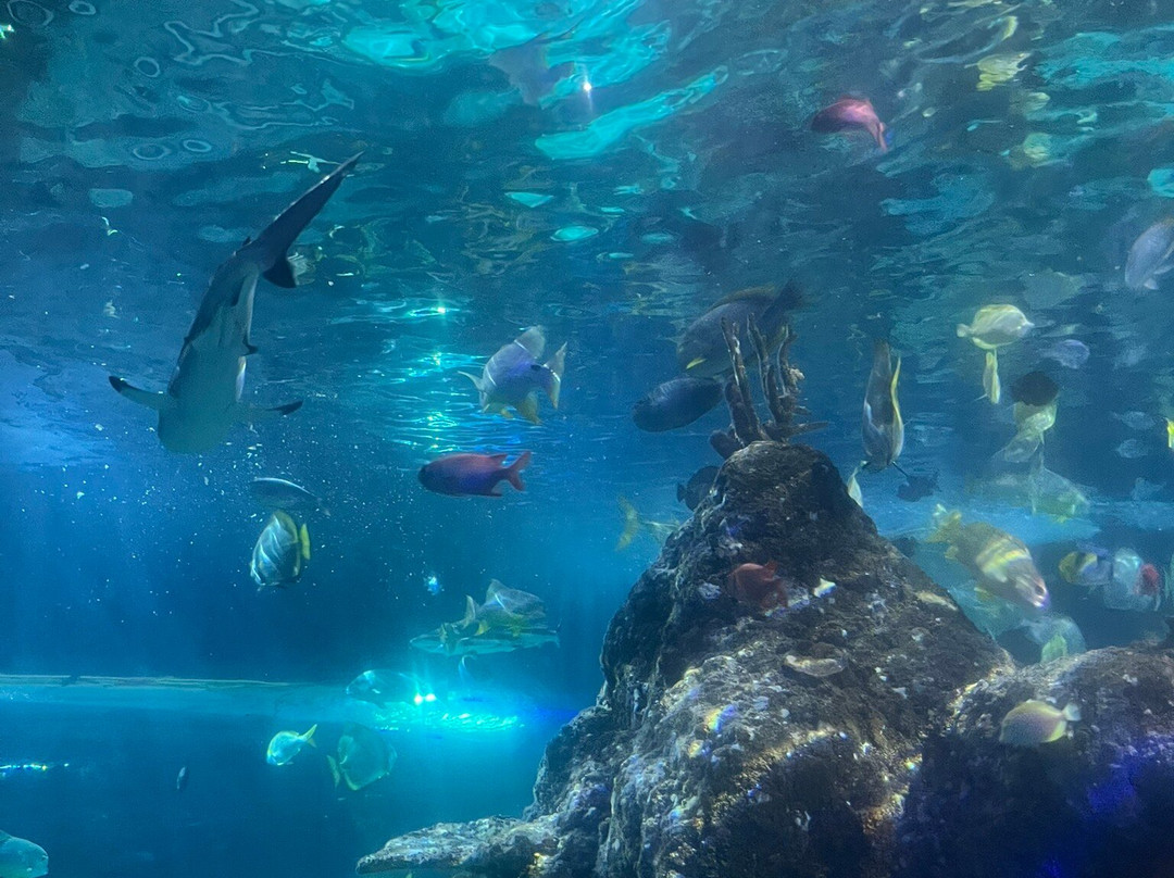 Skegness Aquarium景点图片