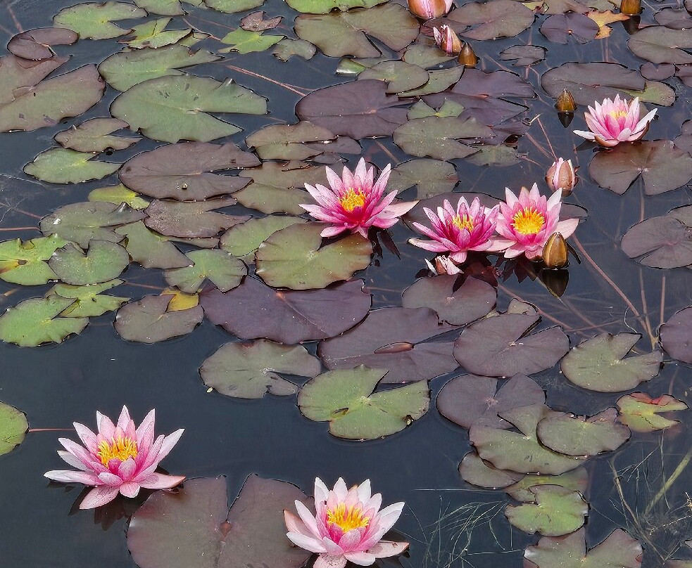 Poznan Botanical Gardens-波兹南必去景点