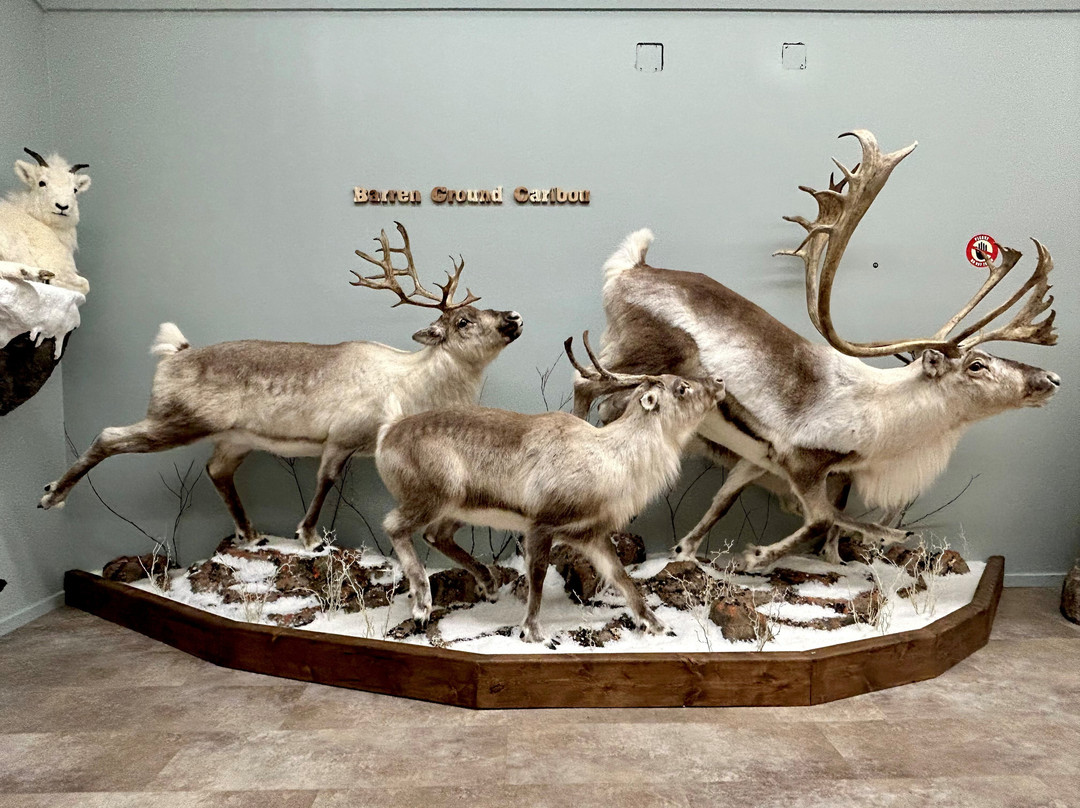 Nature's North Wildlife Gallery