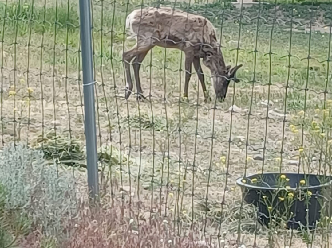 BC Wildlife Park景点图片