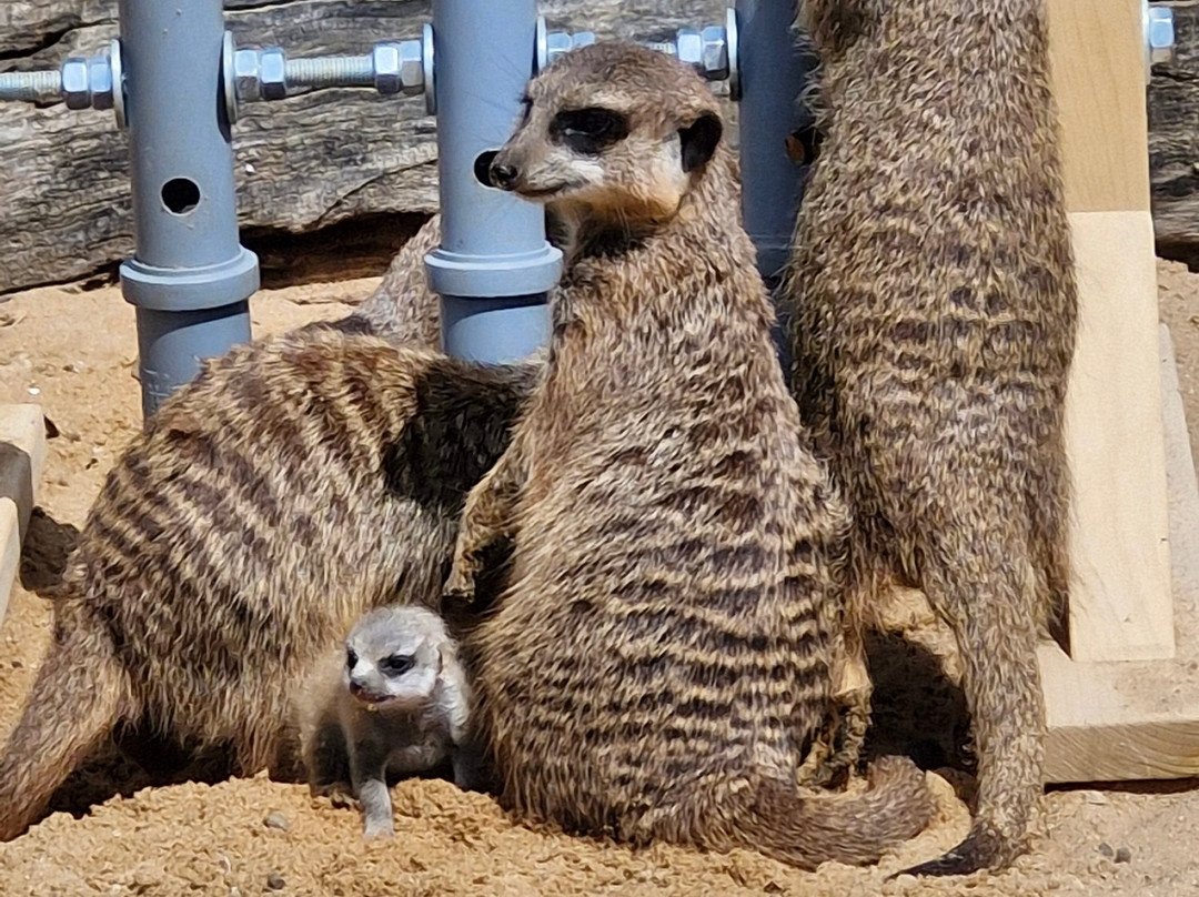 Edelwies Natur- und Freizeitpark-Neukirchen必去景点