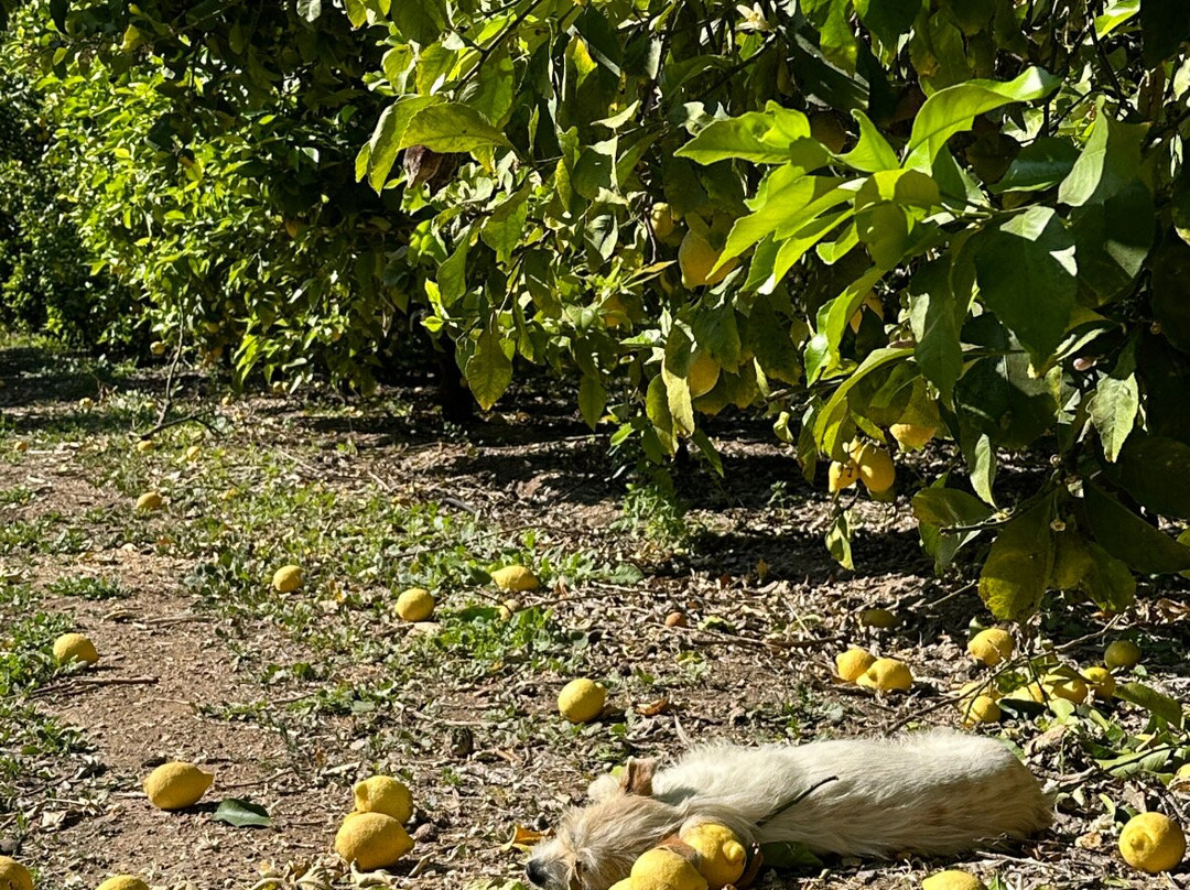 Hoasi Farm-Curacavi必去景点