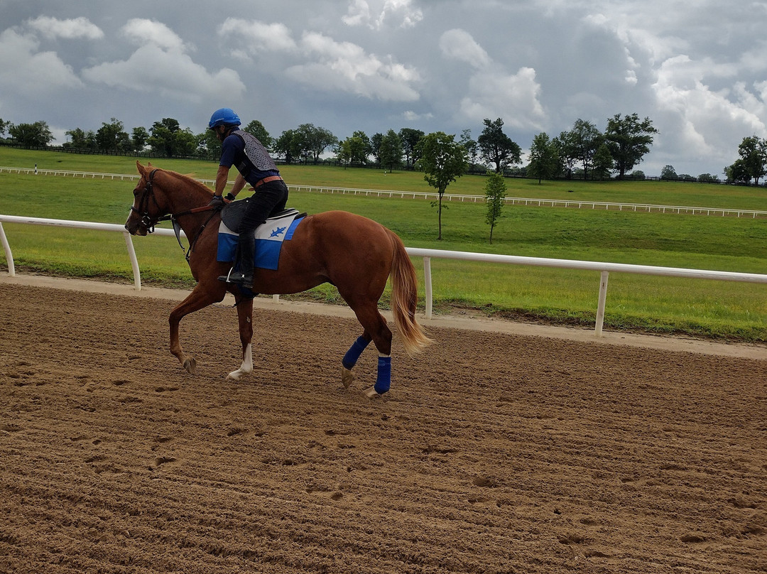 Pin Oak Stud-Versailles必去景点