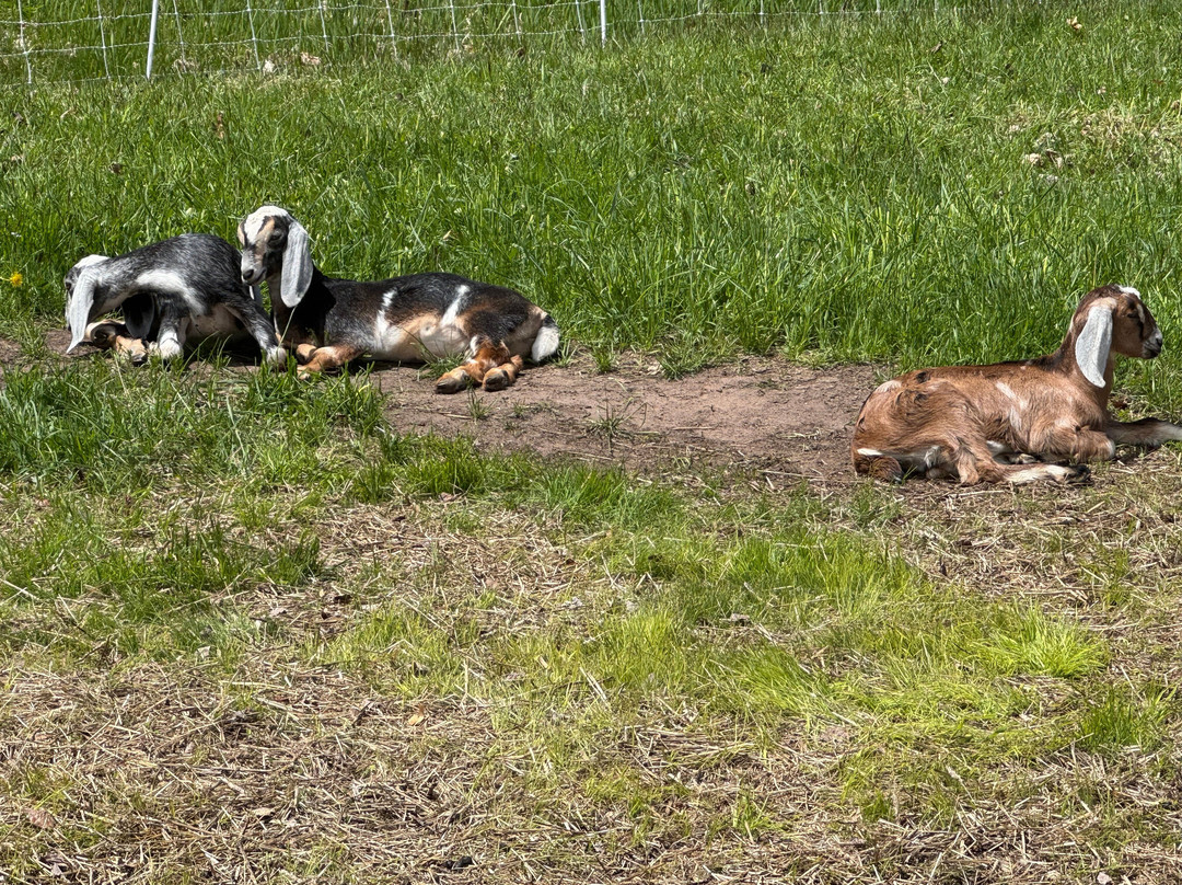 Biggoat Farm-霍顿必去景点