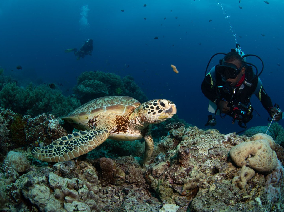 薄荷岛潜水俱乐部潜水中心-邦劳岛必去景点