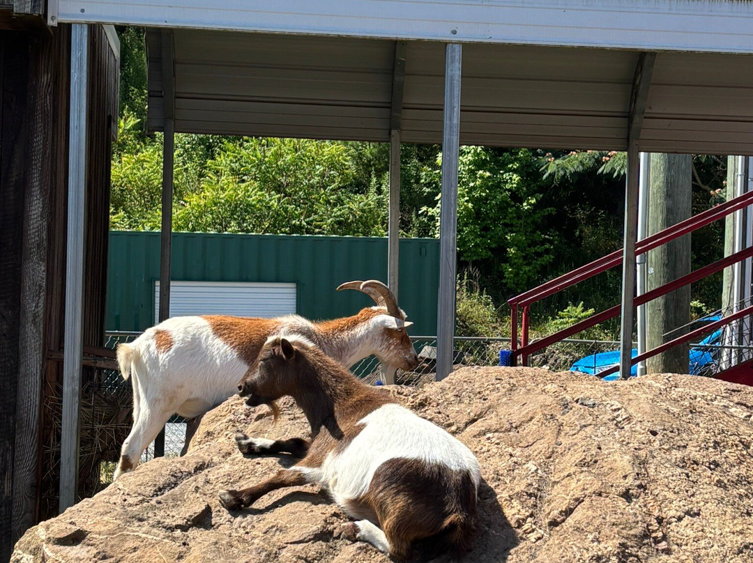 Goats on the Roof-皮金福奇必去景点
