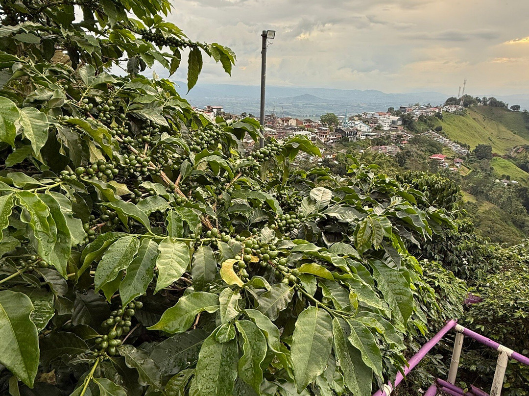 Cafe San Alberto-布埃纳维斯塔必去景点