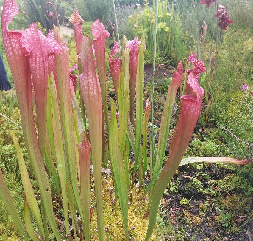 Hortus Alkmaar-Alkmaar必去景点