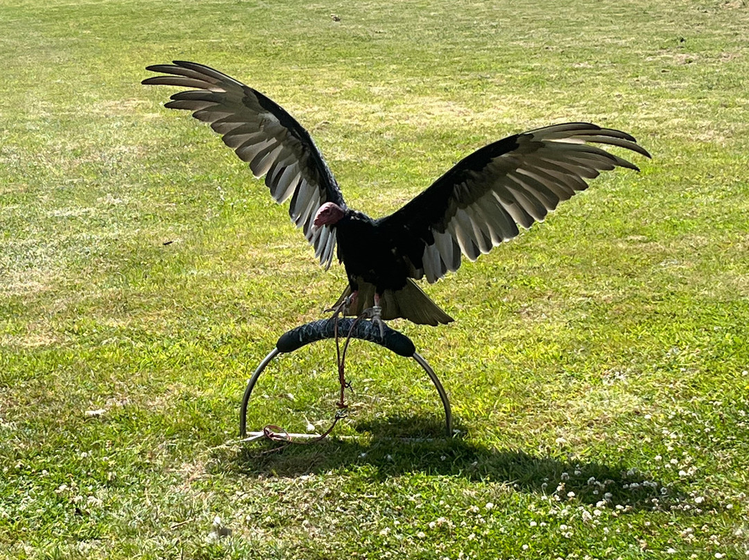 Surrey Hills Falconry-Ockley必去景点