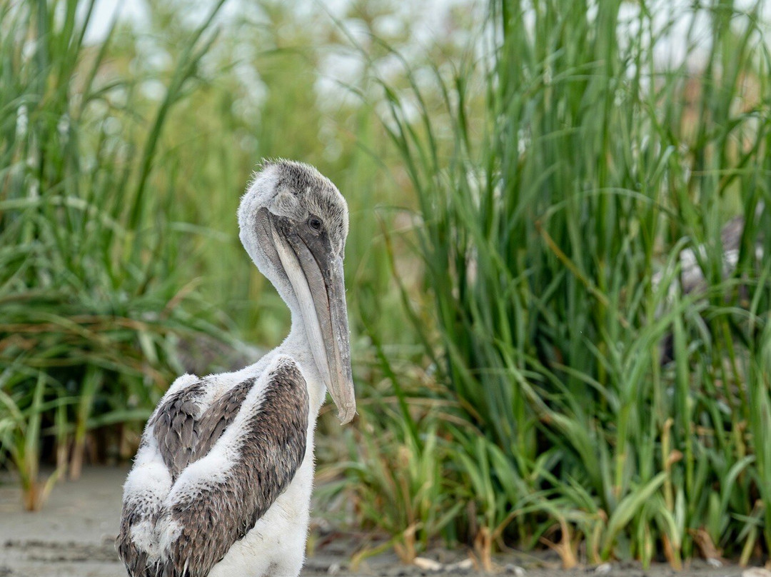 Lowcountry Photo Safaris-博福特必去景点