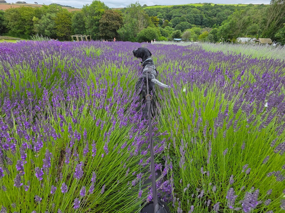 Cornish Lavender-佩伦波思必去景点