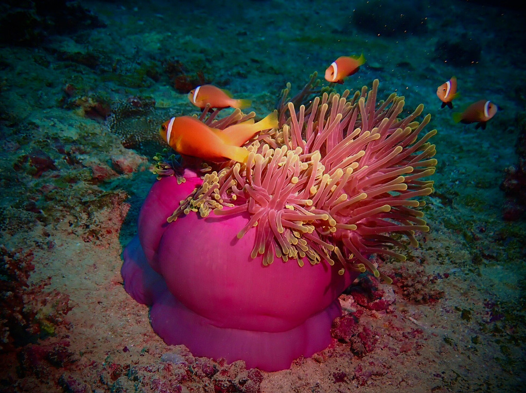 Aquaventure PADI 5 Star Dive Center-Maradhoo Island必去景点