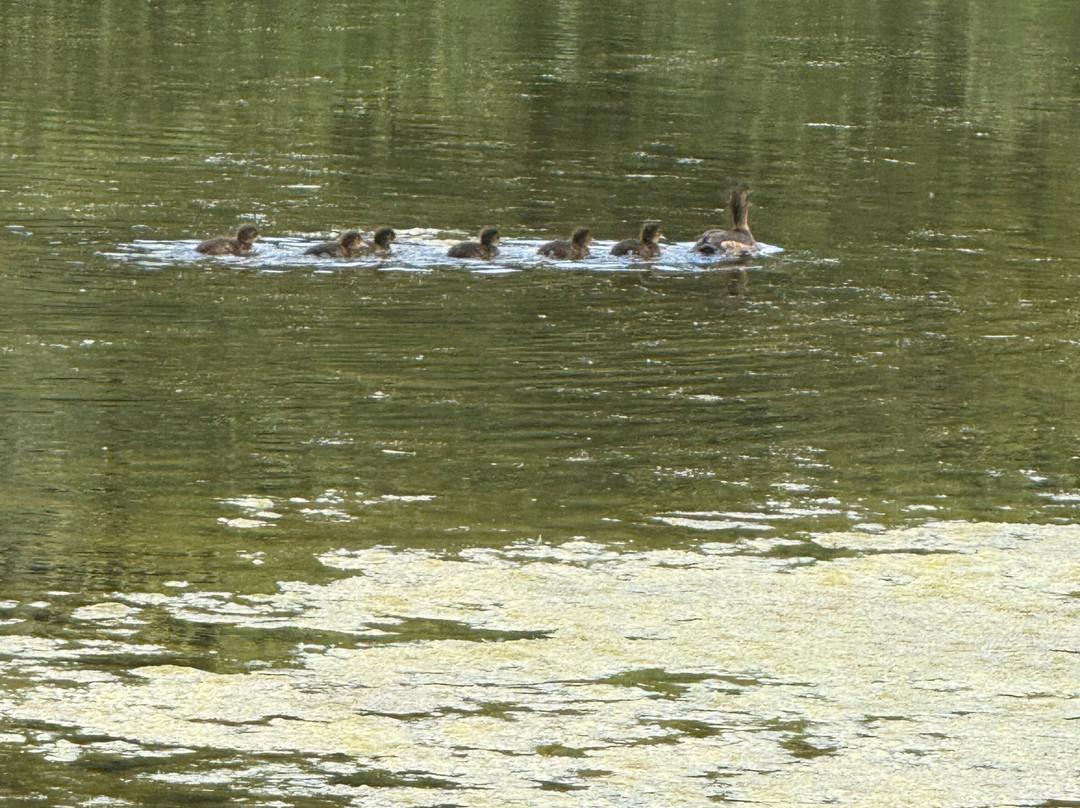 Warnham Local Nature Reserve-霍舍姆必去景点