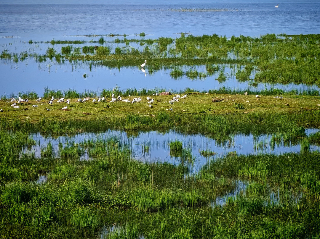 Lake Engure Nature Park-Engure必去景点
