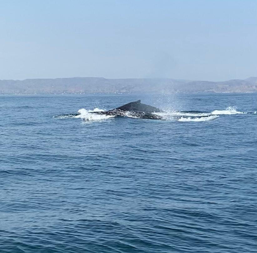 Tours El Pingüino-Organos必去景点