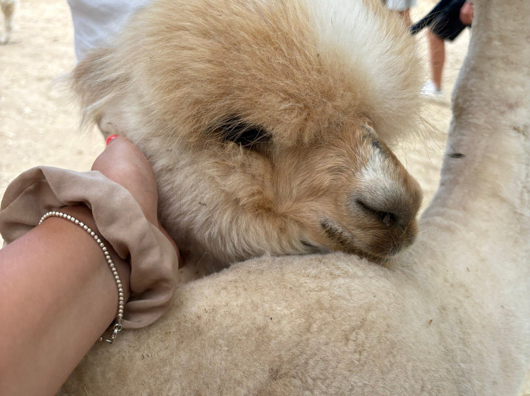 Basilicata Alpaca-Acerenza必去景点