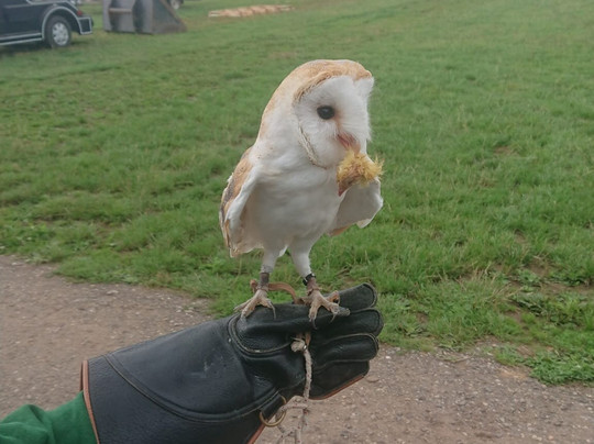 Hawkwise Falconry-Swepstone必去景点