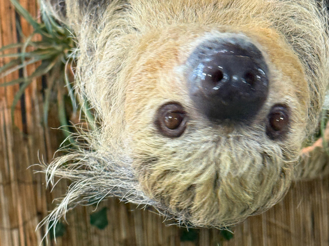 North Florida Wildlife Center-Lamont必去景点