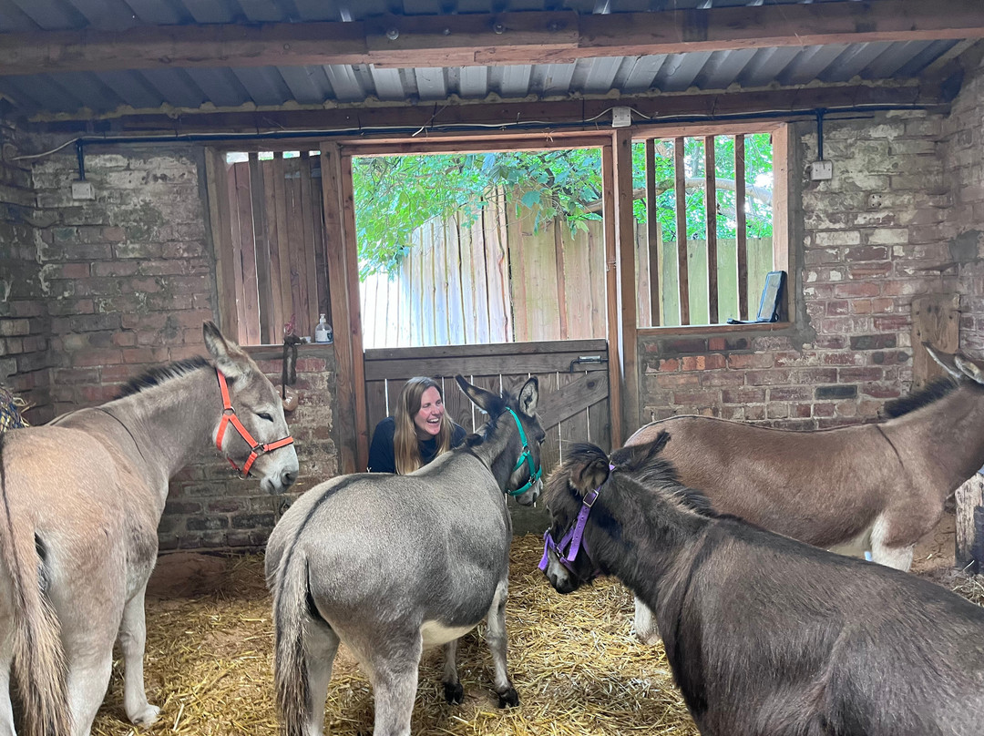 Moel Famau Donkeys-Llanferres必去景点