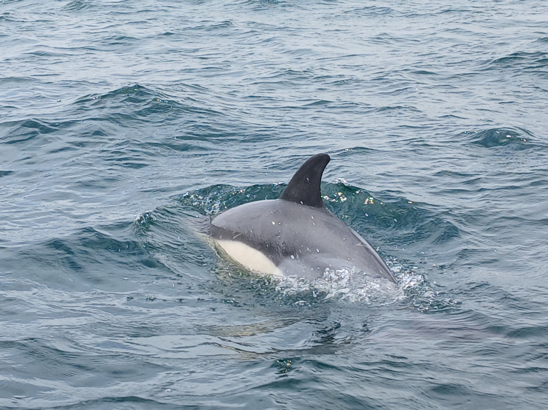 Atlantic Adventures-彭赞斯必去景点