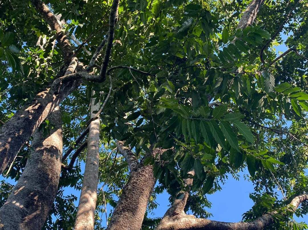 Parfum d’Ylang-Andranobe必去景点