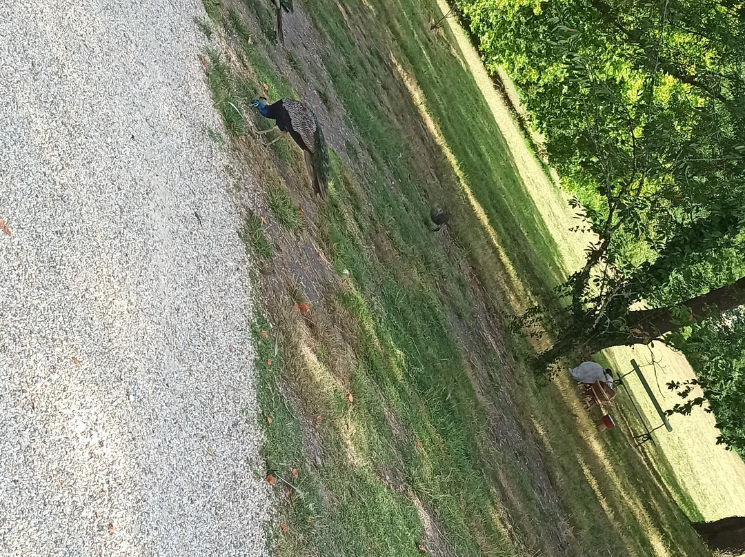 Alice au pays des Paons-阿维桑必去景点