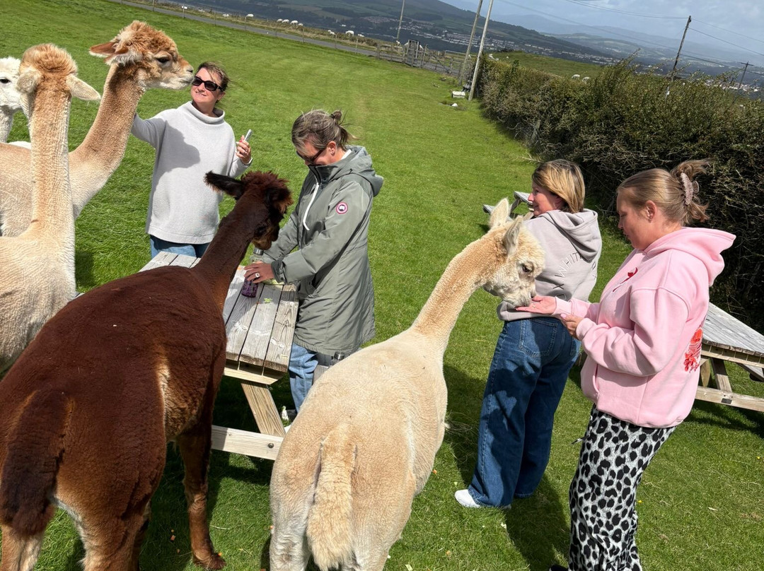 Larch Green Alpacas-格拉斯哥必去景点