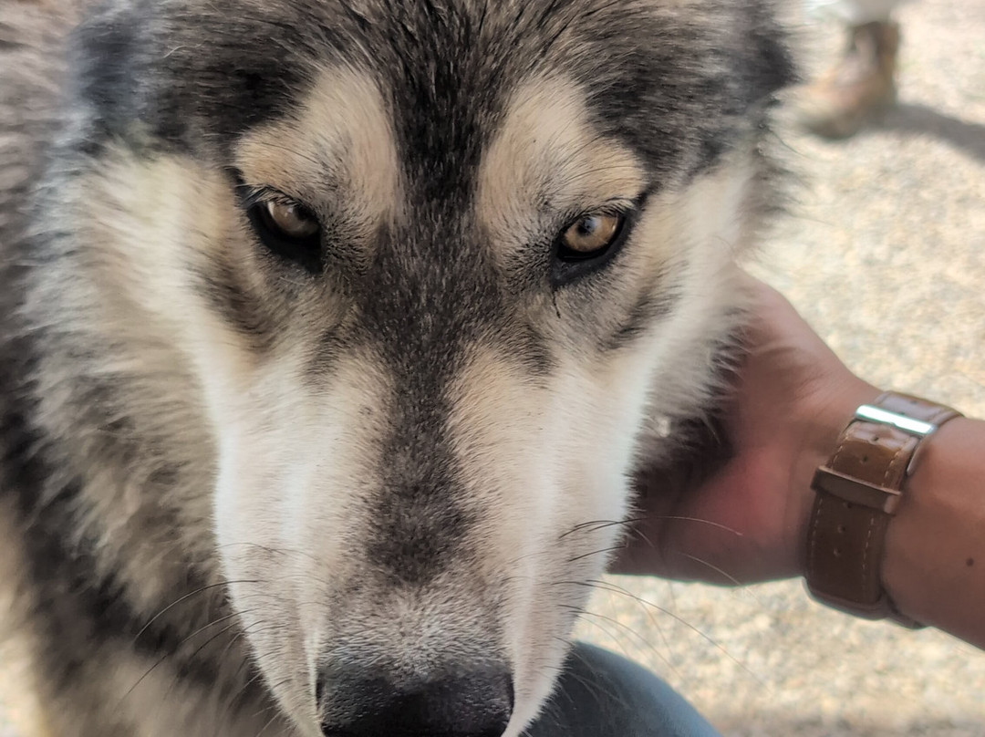 Yamnuska Wolfdog Sanctuary-科克伦必去景点