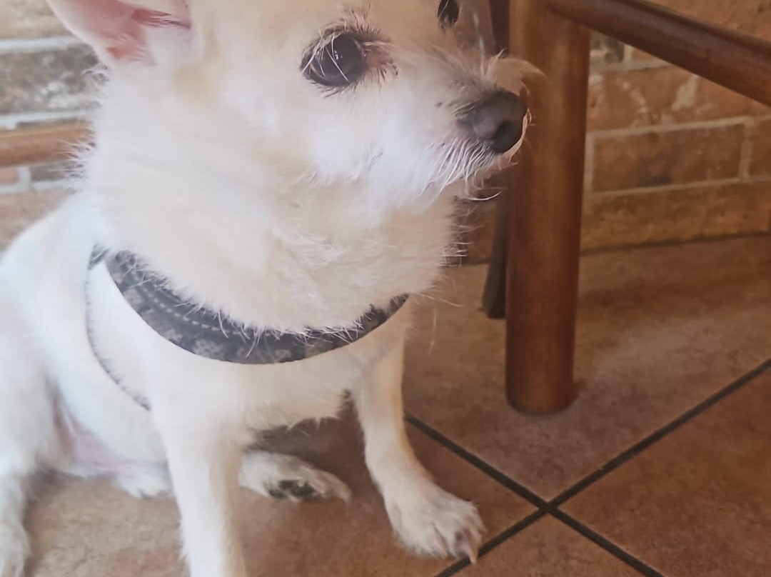 Apartments Kanegra Plava Laguna主图