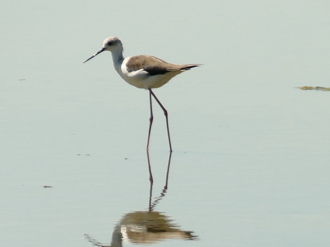 Riserva Valle Canal Novo-Marano Lagunare必去景点