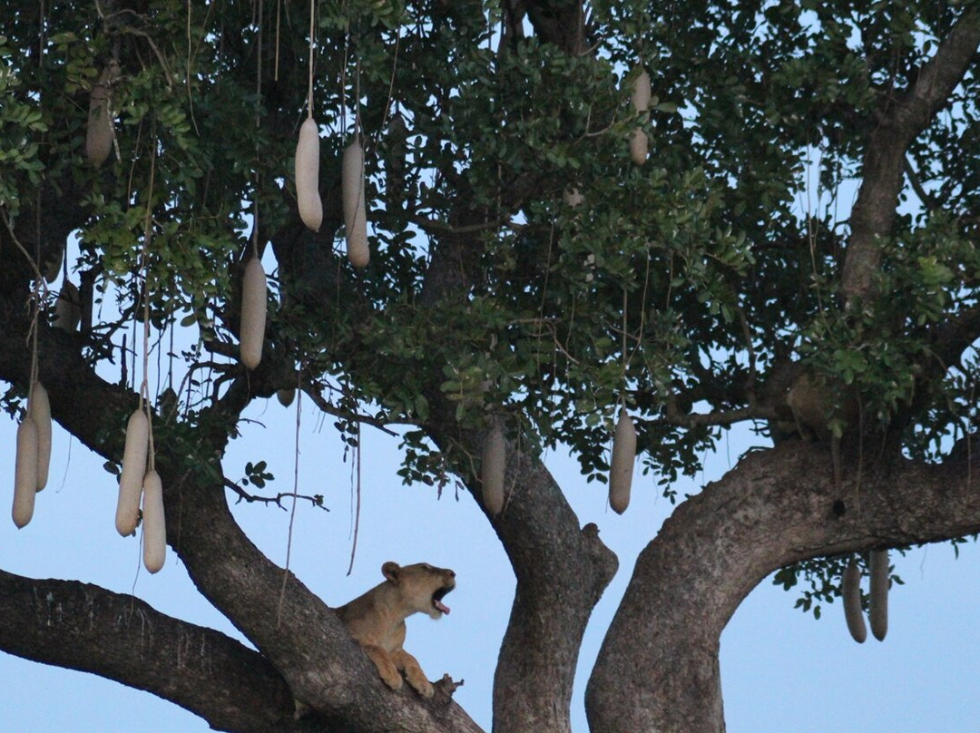 Deep End Tours And Safaris-Kibale National Park必去景点